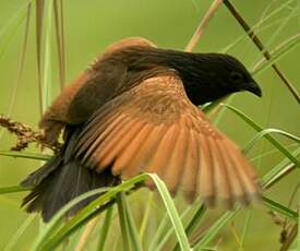 Coucal noir