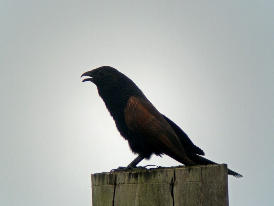 Coucal noiradulte