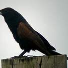 Coucal noir