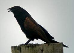 Coucal noir