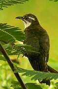 Diederik Cuckoo