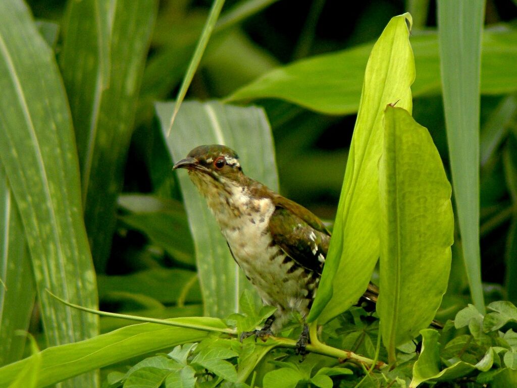 Diederik Cuckoo male adult