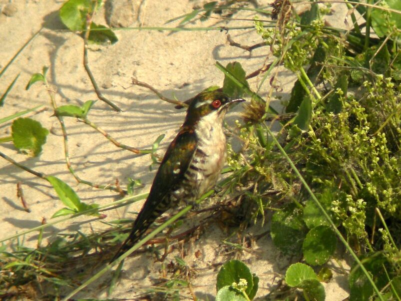 Diederik Cuckoo male adult