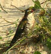 Diederik Cuckoo