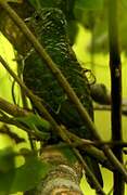 African Emerald Cuckoo