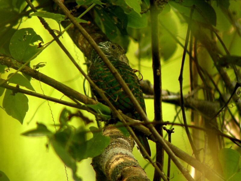 African Emerald CuckooFirst year