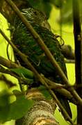 African Emerald Cuckoo