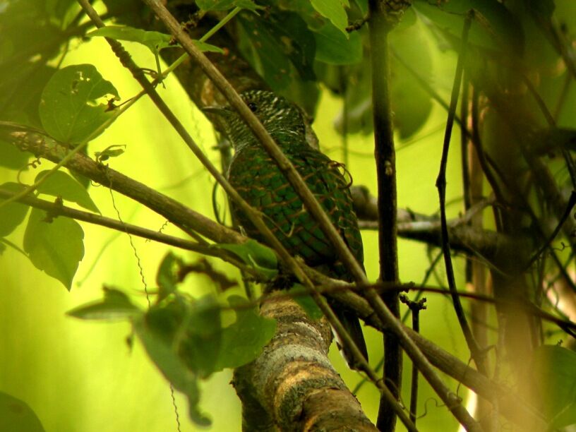 African Emerald Cuckoo