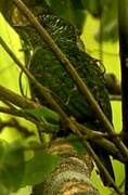 African Emerald Cuckoo