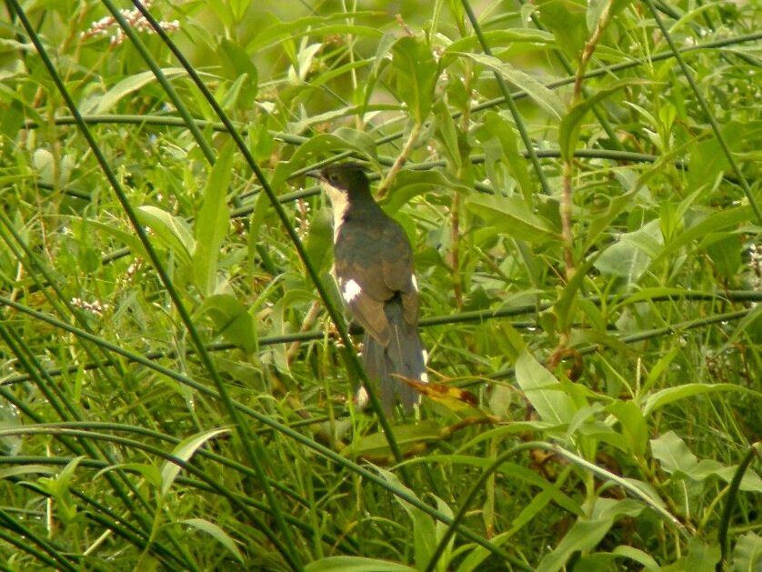 Jacobin Cuckooadult post breeding