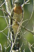 Red-chested Cuckoo