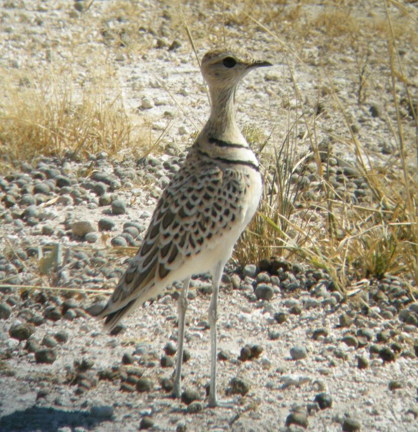 Double-banded Courser