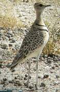 Double-banded Courser