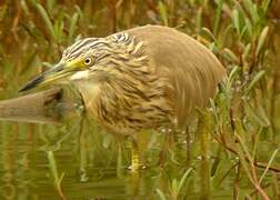 Squacco Heron