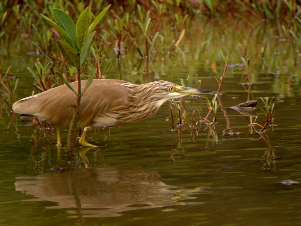 Squacco Heronadult post breeding