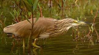 Squacco Heron