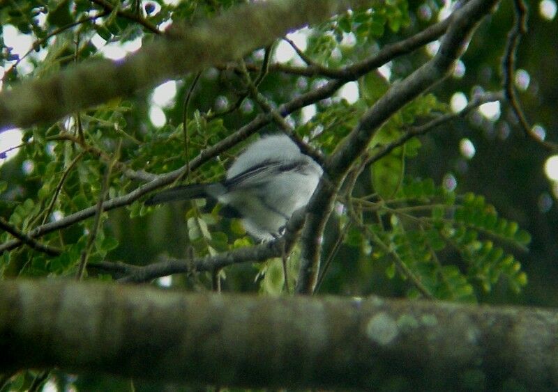 Northern Puffback male adult