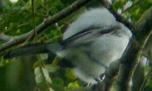 Northern Puffback