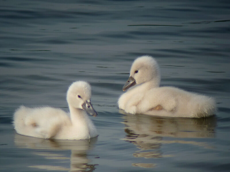 Cygne tuberculé1ère année, identification