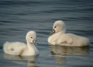 Cygne tuberculé