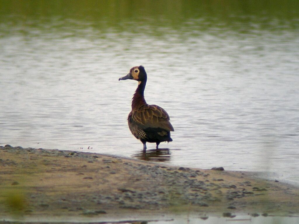 Dendrocygne veuf