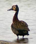 White-faced Whistling Duck