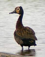 Dendrocygne veuf