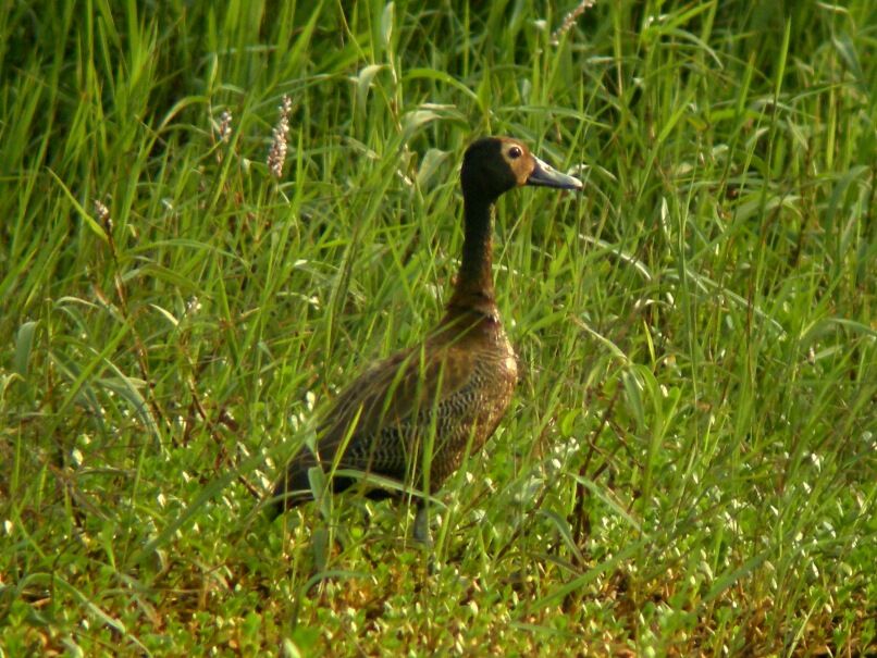 White-faced Whistling Duckadult