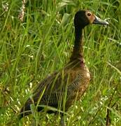 White-faced Whistling Duck