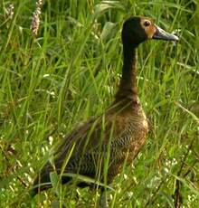 Dendrocygne veuf