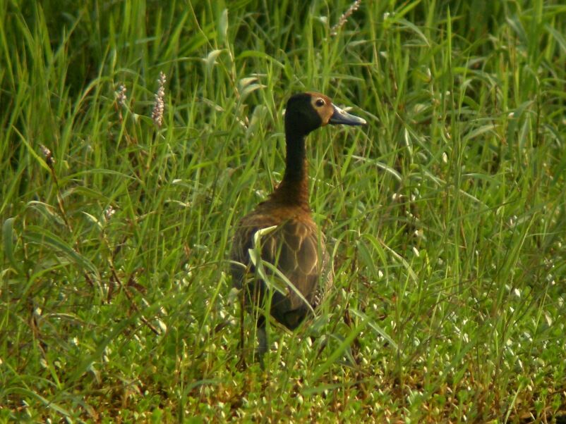 White-faced Whistling Duckimmature