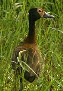 White-faced Whistling Duck