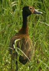 Dendrocygne veuf