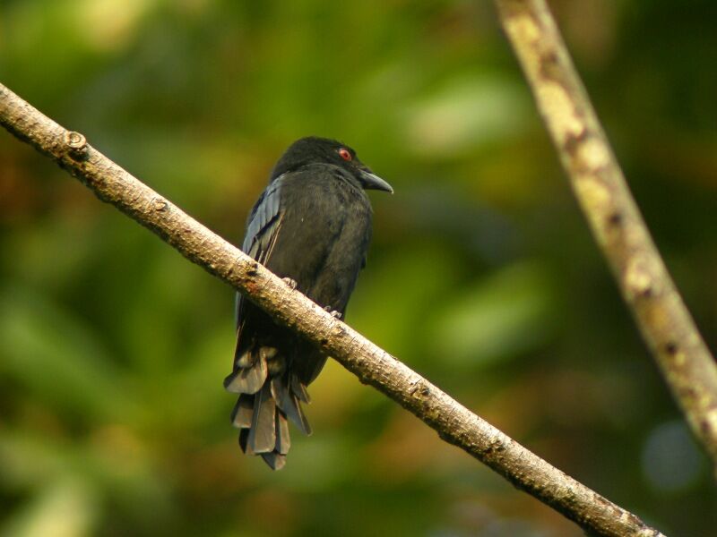 Velvet-mantled Drongoadult