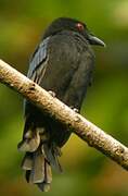 Velvet-mantled Drongo