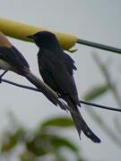 Black Drongo