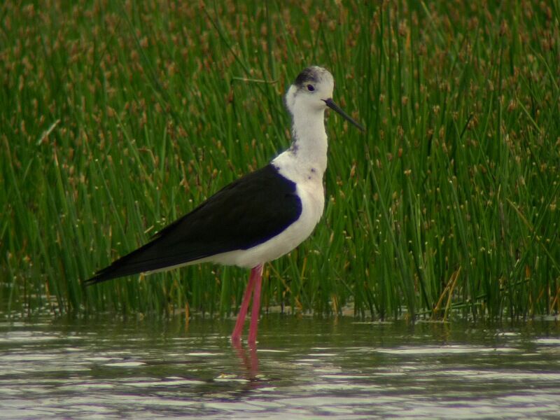 Black-winged Stiltadult breeding, identification