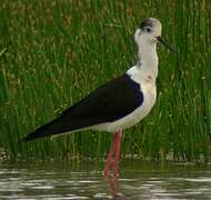 Black-winged Stilt