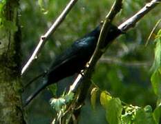 Petit's Cuckooshrike