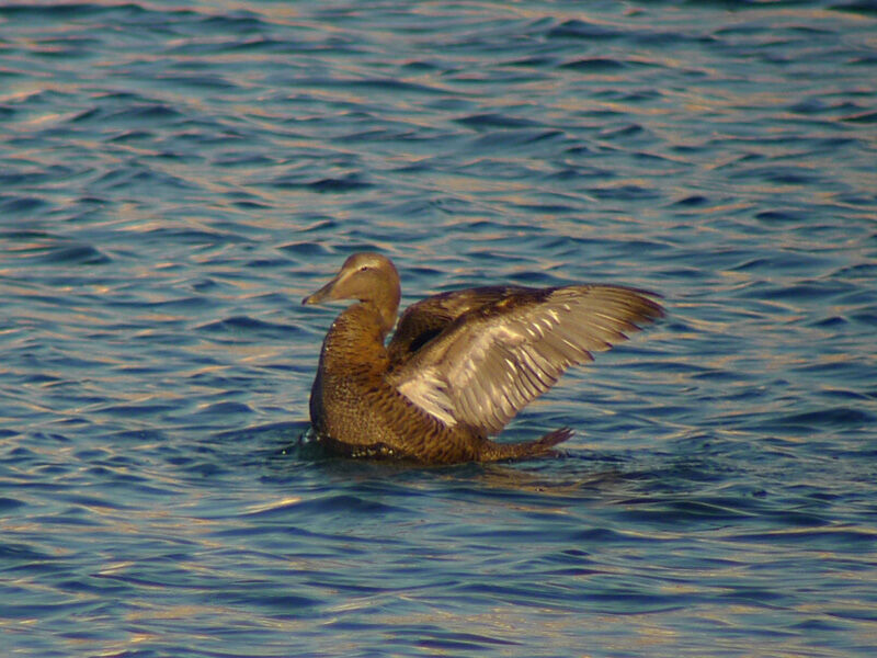 Eider à duvet mâle 1ère année, Comportement