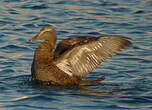 Eider à duvet