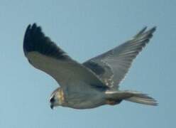 Black-winged Kite