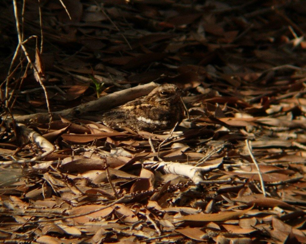 Square-tailed Nightjar male adult