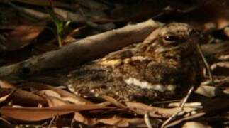 Square-tailed Nightjar