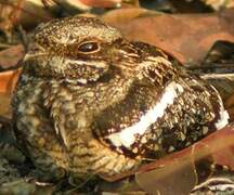 Square-tailed Nightjar