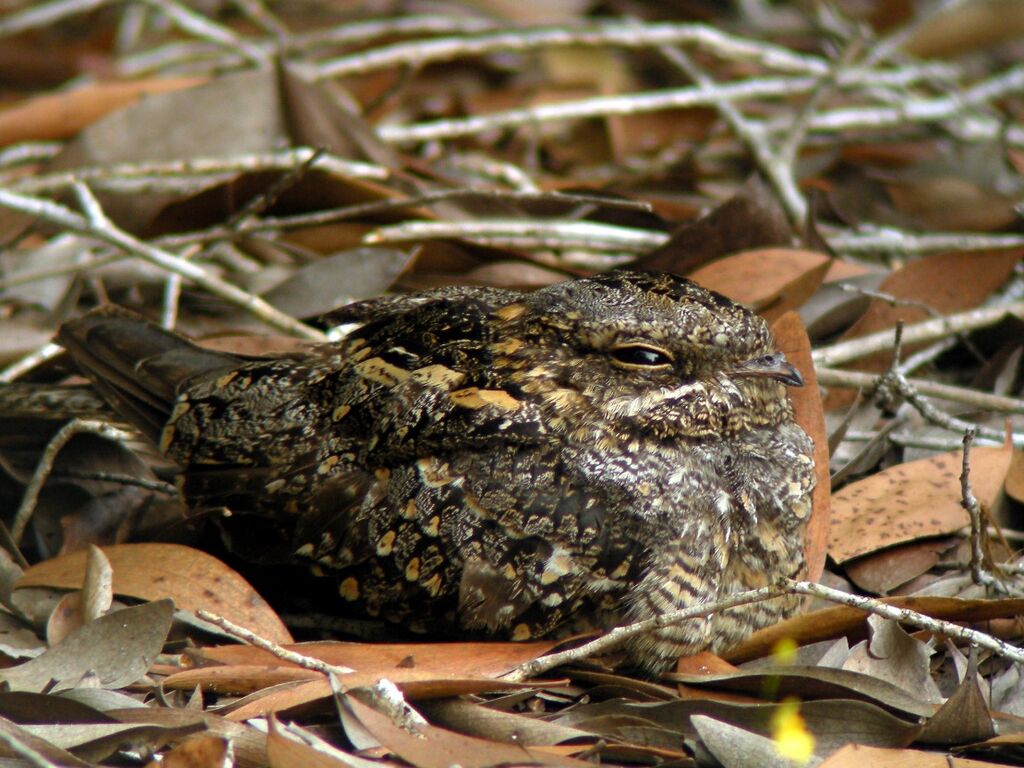 Square-tailed Nightjar