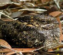 Square-tailed Nightjar