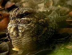 Square-tailed Nightjar