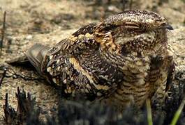 Square-tailed Nightjar