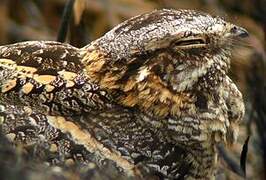 Square-tailed Nightjar